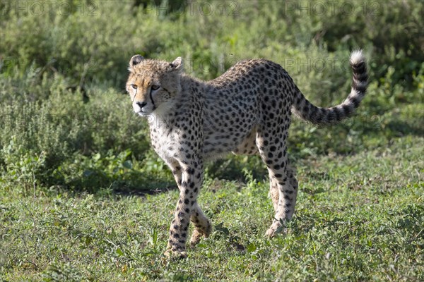 Cheetah