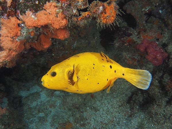 Guineafowl puffer