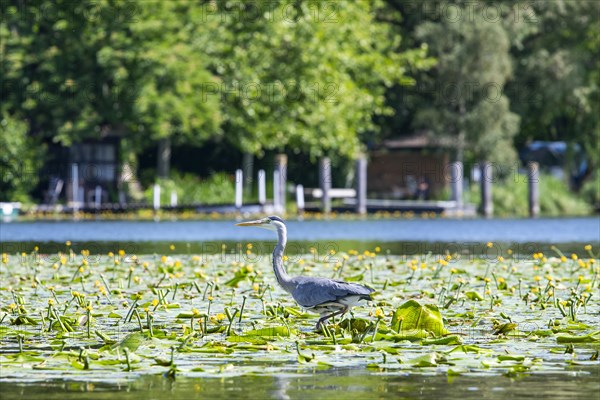 Grey heron