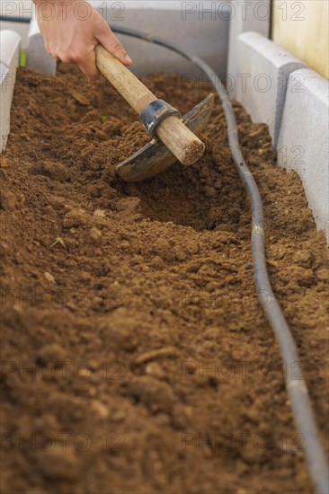 Farmer digging the soil with a hoe in his organic vegetable garden with drip irrigation system