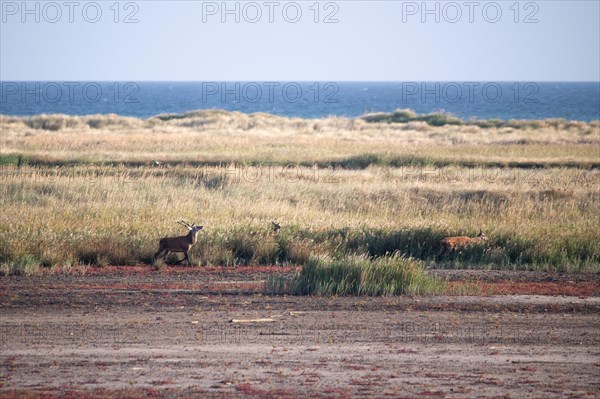 Red deer