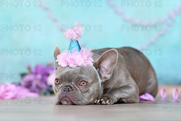 French Bulldog with birtday part hat lying down in front of blue background with paper streamers and flowers