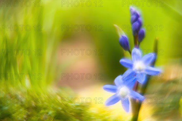 Common star hyacinth