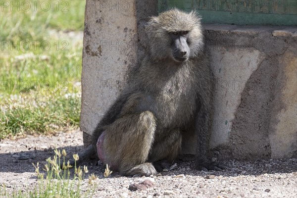 Olive baboon