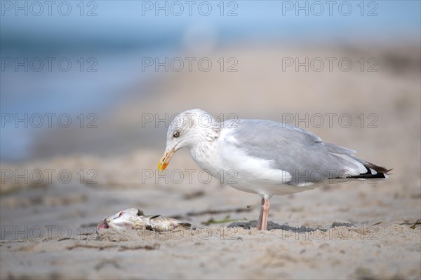 European herring gull