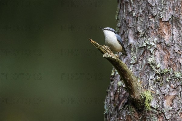 Northern eurasian nuthatch