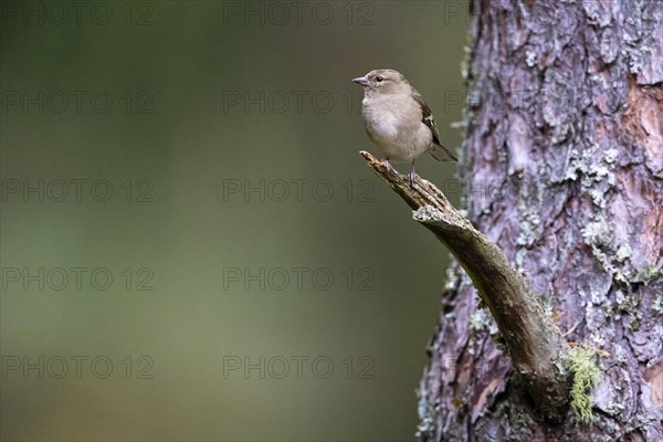 Common chaffinch