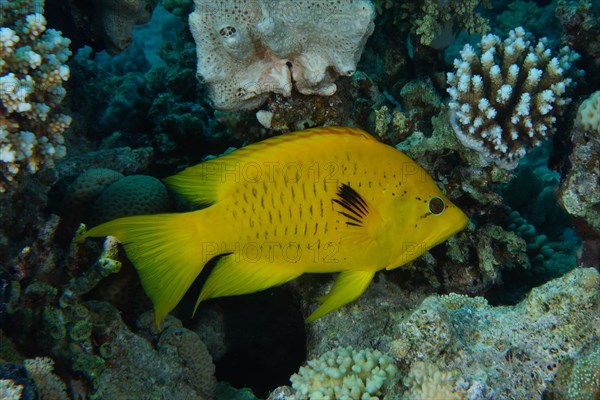 Sling-jaw wrasse