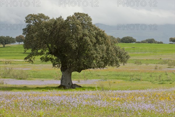 Holm oak