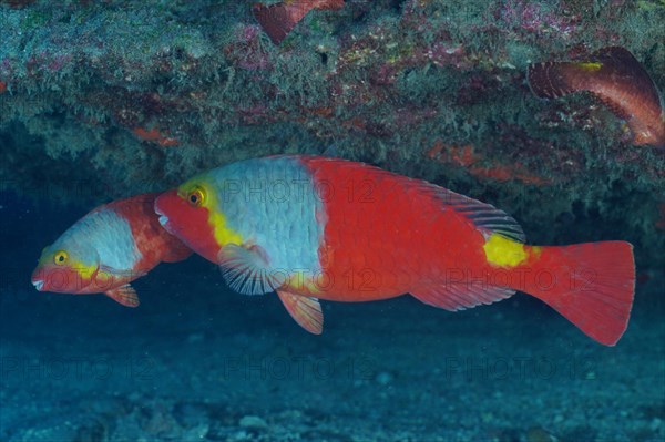 Mediterranean parrotfish