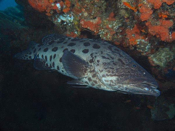 Potato grouper