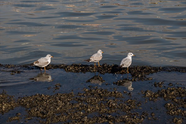 Seagull are standing on the shore by the sea