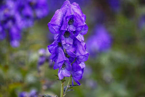 Monkshood