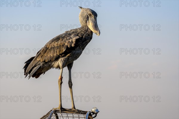 Shoebill