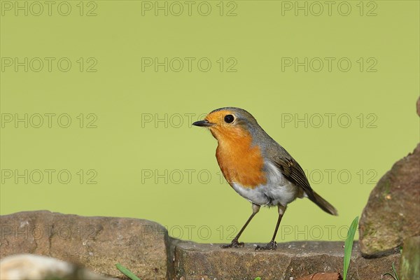 European robin