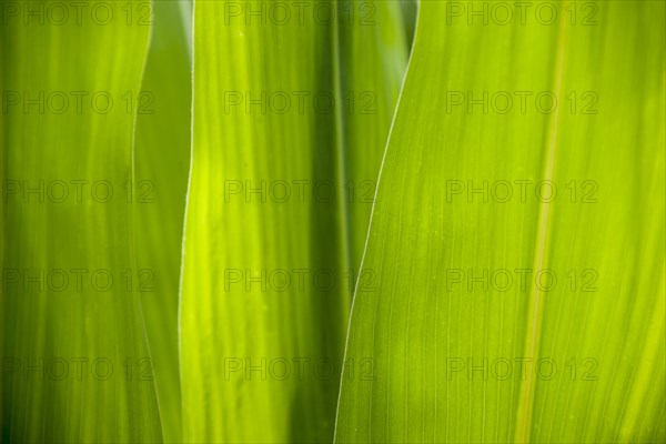 Maize leaves as background and texture, Germany, Europe