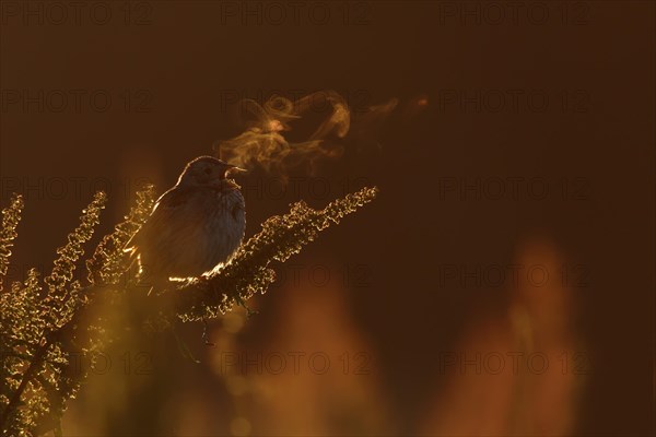 Corn Bunting