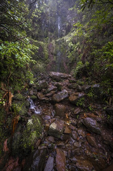 Waterfall at Vereda Francisco Achadinha, Rabacal, Madeira, Portugal, Europe