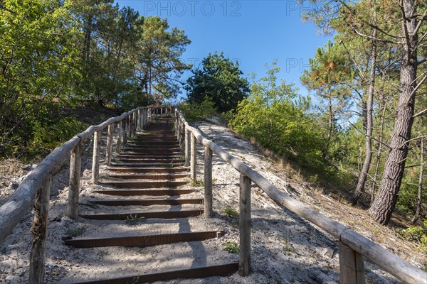 Dune steps on the touring path in the Schoorlser Duenen nature reserve, Schoorl, North Holland, Netherlands