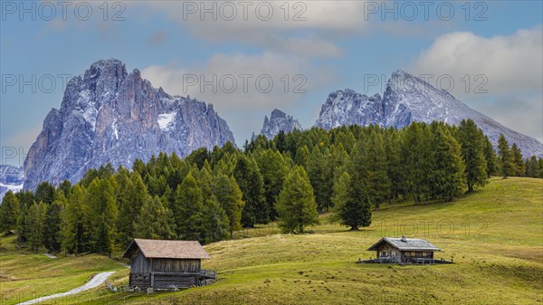 Autumnal meadows and alpine huts on the Alpe di Siusi, behind the snow-covered peaks of the Sassolungo group, Val Gardena, Val Gardena, Dolomites, South Tyrol, Italy, Europe