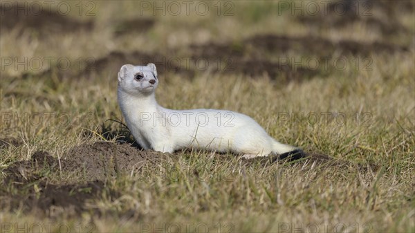 Stoat