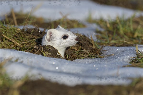 Stoat