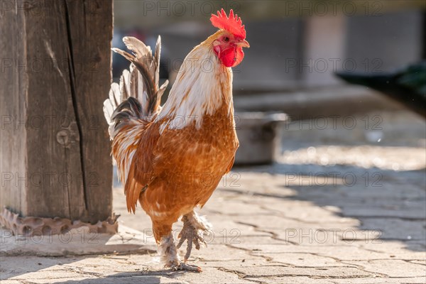 Rooster in a sunny farm in spring. Alsace, France, Europe