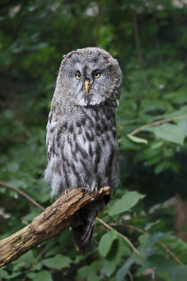 Great Grey Owl