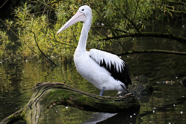 Australian pelican