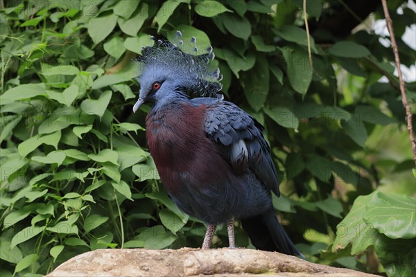 Victoria crowned pigeon