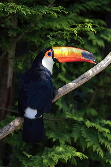 Giant toucan