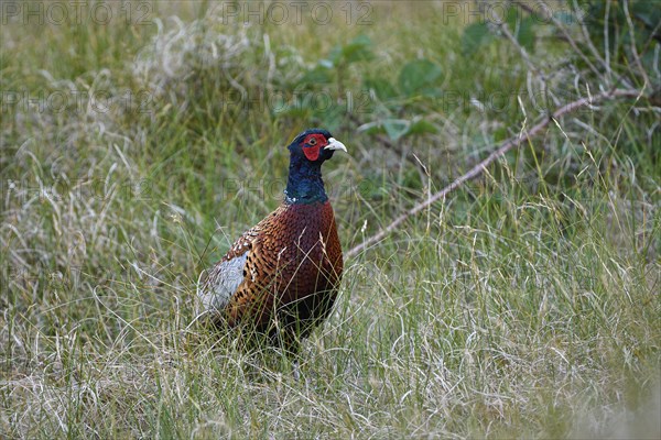 Pheasant