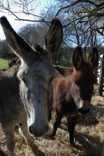 Donkey standing on a meadow