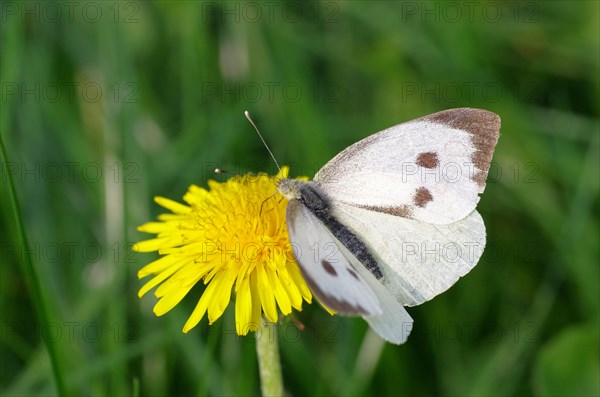 Cabbage butterfly