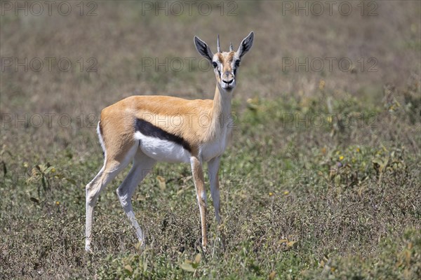 Serengeti thomsons gazelle