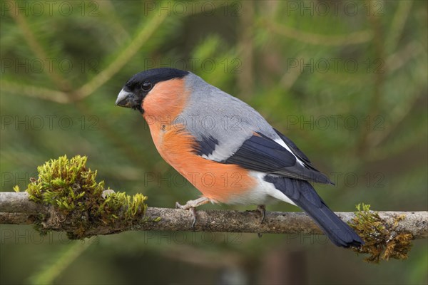 Eurasian bullfinch