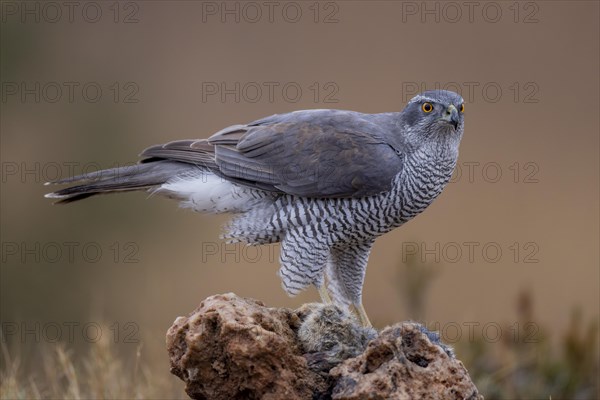 Northern goshawk