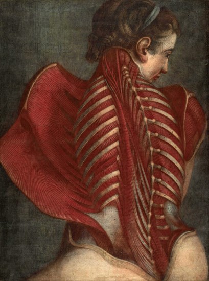 LAnge anatomique, The Anatomical Angel, or Dissection of a Womans Back, Muscles, Ribs, Anatomy, Historical, Digitally restored reproduction of an original from the period