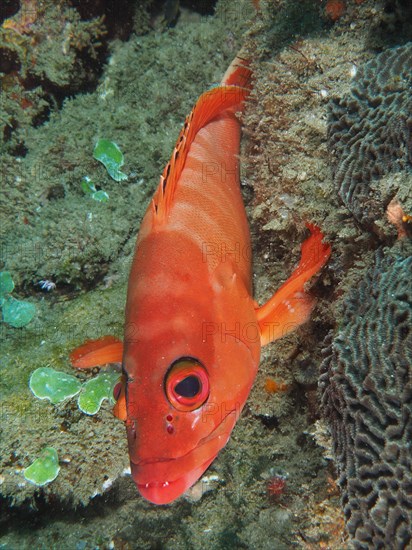 Portrait of red blacktip grouper