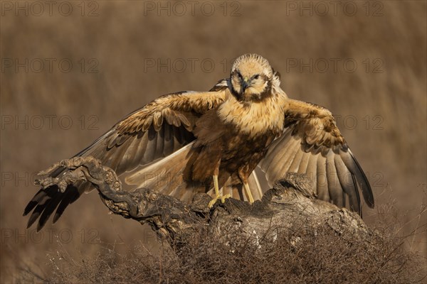 Western marsh-harrier