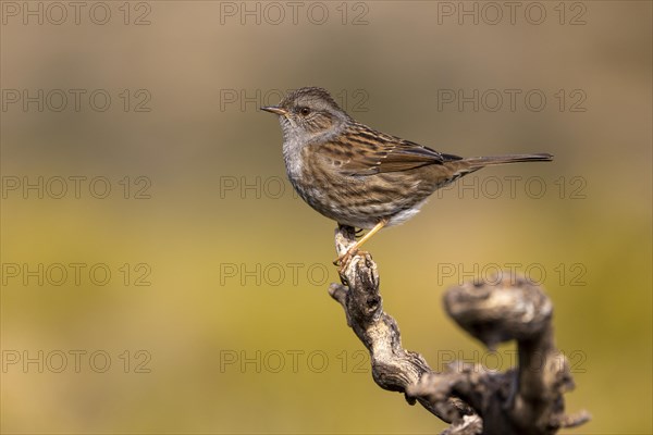 Dunnock