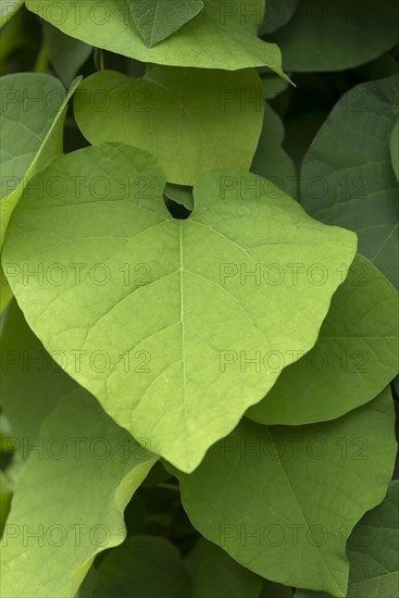 Leaf of a dutchman's pipe