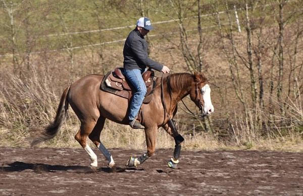 Training a western horse of the breed American Quarter Horse in canter on a riding arena in winter, Rhineland-Palatinate, Germany, Europe