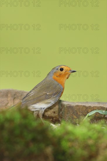 European robin