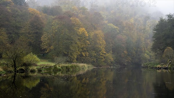 Foggy atmosphere, River Thaya in autumn, National Park Thayatal, Hardegg, Lower Austria, Austria, Europe