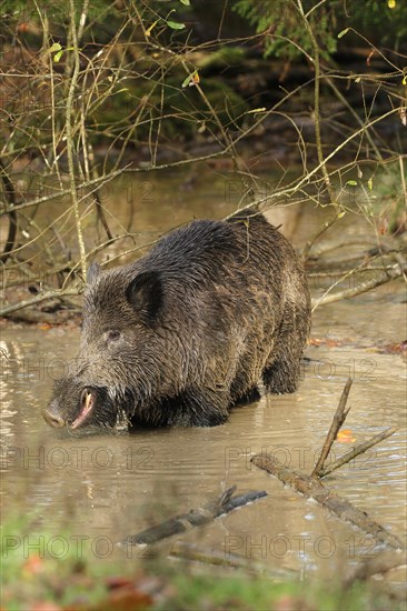 Wild boar