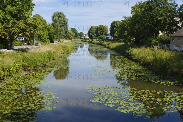 Water lily leaves on the river Else, Buende, East Westphalia, North Rhine-Westphalia, Germany, Europe