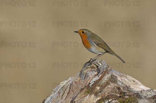 European robin