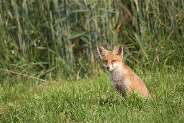 Red fox