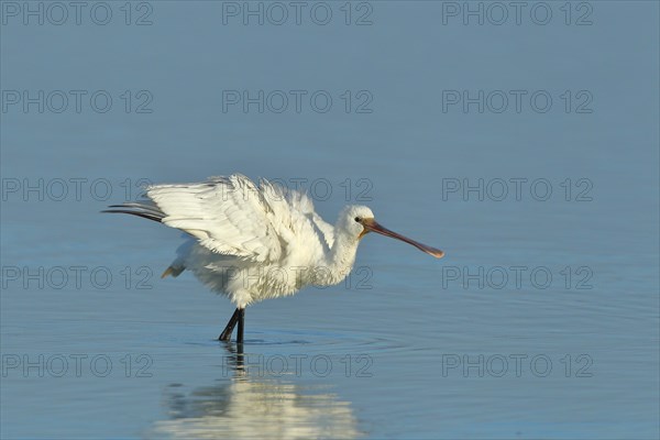 Eurasian spoonbill